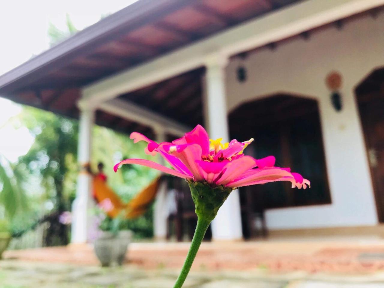 Kawshan Home Stay Dikwella Kültér fotó